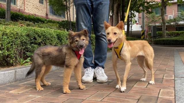 구조 2개월만에 축복이와 어미개 믿음이는 사회성을 상당 부분 회복했다.
