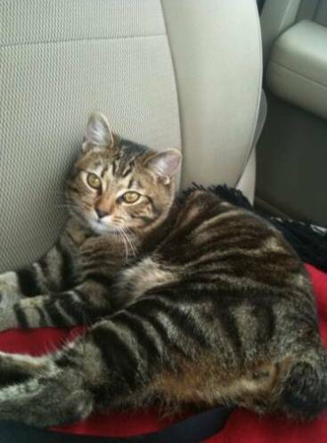 아메리칸 밥테일은 수천 km 장거리 트럭운전사 사이에서 반려묘로 인기가 많다. cherokeemountaionbobtails