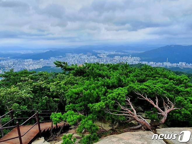 소나무와 도시. 사패산 정상의 비바람 속에서 독야청청하는 소나무 아래로 의정부 시내 풍경이 하얗다