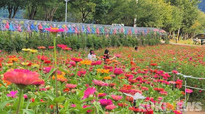 6일 강원 평창군 평창읍 제방길 일원에서 개최된 2022평창백일홍축제를 찾은 관광객들이 백일홍 꽃밭을 배경으로 기념촬영을 하고 있다.