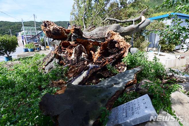 [남해=뉴시스] 차용현 기자 = 6일 오전 경남 남해군 삼동면 은점마을에 있는 수령 약 350년된 보호수(느티나무)가 제11호 태풍 '힌남노'의 강한 바람을 이기지 못해 부러졌다. 2022.09.06. con@newsis.com