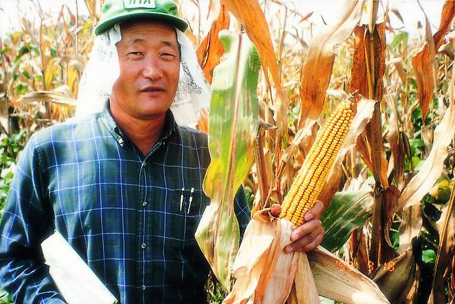 ‘옥수수 박사’ 김순권 국제옥수수재단 이사장은 1998년부터 59차례 북한을 방문해 식량난 해결을 돕고자 옥수수 생산 증대 농법을 전수해왔으나 보수정권 이래 남북 교류가 막혀 누구보다 애를 태우고 있다. 사진은 1999년 9차 방북 때 평남 마옥 옥수수시험장 현장지도 모습. 국제옥수수재단 제공