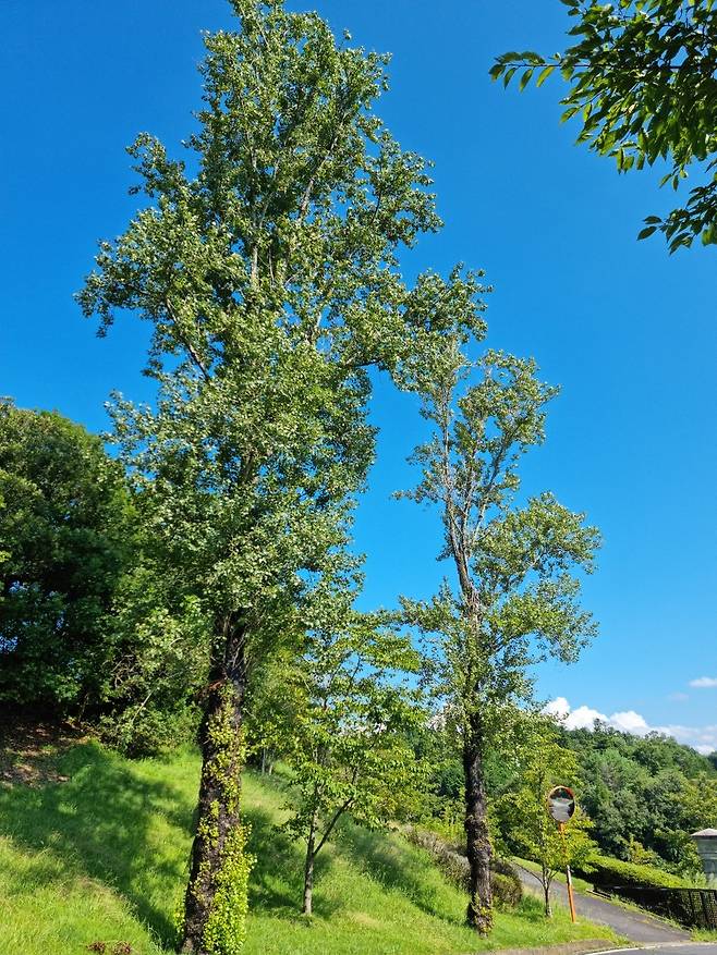 코마 컨트리클럽에 심어진 미루나무. 재일동포들이 한국의 바람 소리를 느끼기 위해 여러 그루를 코스에 식재했다.(사진=신한금융그룹)