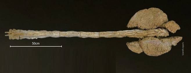 타르키아의 꼬리곤봉 화석의 모습. 사이언티픽리포트 제공뼈 덩어리 폭이 조금 더 작다. Scientific reports 화석의 주인공은 곤봉을 한 쪽으로 휘두르기 좋아한 것으로 보인다 사이