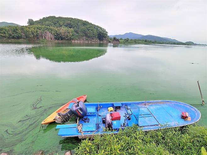 녹조로 뒤덮인 대구 달성군 구지면 낙동강변 도동선착장. 최상원 기자