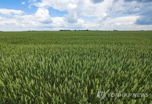 드넓은 평야에서 자라고 있는 우크라이나 밀, 수출길 막혀 국제 곡물시장 요동.[연합뉴스 자료 사진]