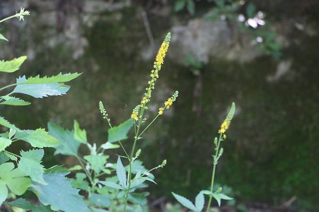 짚신나물 꽃. 열매가 맺히면 위머리에 갈고리 가시가 있다.