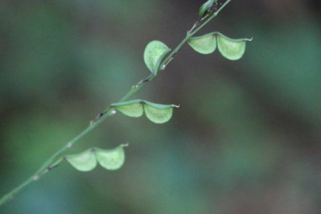 도둑놈의갈고리. 씨앗 끝이 갈고리 모양이다.