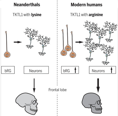 네안데르탈인과 현생인류의 TKTL1 단백질은 261번째 아미노산이 다르다(전자는 라이신, 후자는 아르기닌). 그 결과 현생인류에서 활성이 커져 태아 발생 과정에서 전두엽에서 bRG와 뉴런을 더 많이 만들어 네안데르탈인보다 더 똑똑해진 것으로 보인다. <사이언스> 제공