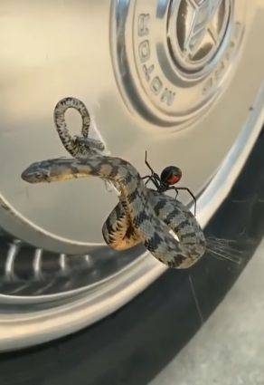 검은과부거미 암컷이 자신의 거미줄에 걸려든 물뱀을 막 잡아먹기 직전의 모습. /247wildlife instagram