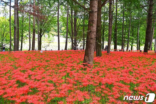 16일 김천시 직지사에 선홍빛 꽃무릇이 만개해 방문객들의 눈길을 사로잡고 있다. 김천시는 직지사 입구부터 만세교까지 좌우 산책로에 꽃무릇 21만 본을 식재했다. 매년 9월경이면 꽃무릇이 만개해 이 일대는 붉은 융단을 깔아놓은 듯한 장관을 이룬다.2022.9.16/뉴스1 ⓒ News1 정우용 기자