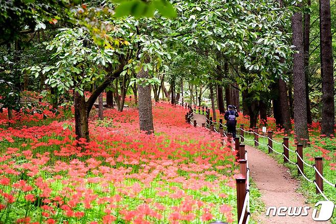 16일 김천시 직지사에 선홍빛 꽃무릇이 만개해 방문객들의 눈길을 사로잡고 있다. 2022.9.16/뉴스1 ⓒ News1 정우용 기자