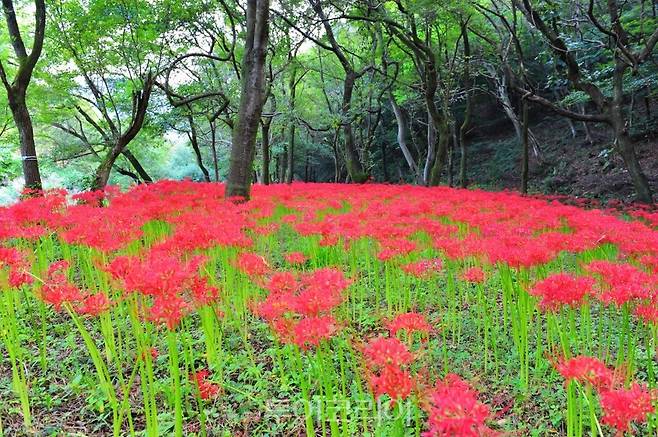 고창 선운산 꽃무릇