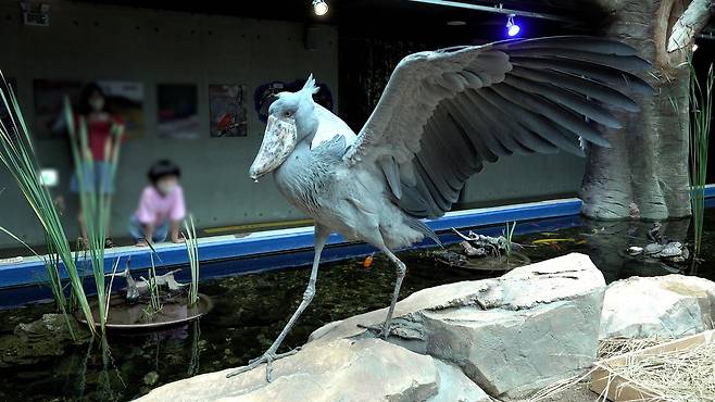 아라마루 아쿠아리움에 사는 수컷 '빌'이 날개를 활짝 펴고 걸어가고 있다.