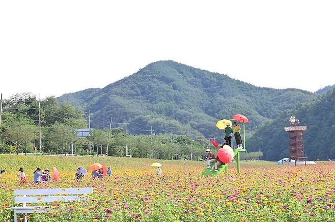 '산소카페 청송정원'에 백일홍이 활짝 피어 있다. (사진=청송군 제공) *재판매 및 DB 금지