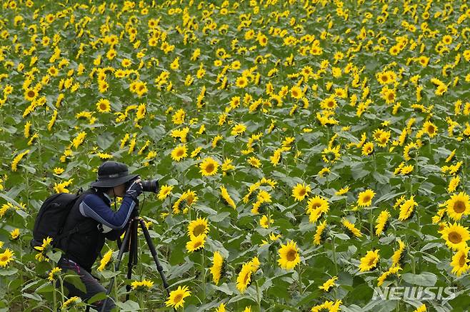 A photographer takes photos in a field of sunflowers at a park in Yeoncheon, South Korea, Monday, Sept. 12, 2022. (AP Photo/Ahn Young-joon)