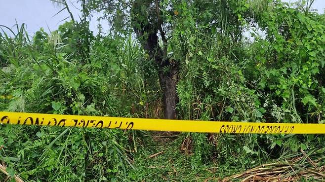 집단 성폭행을 당한 인도 자매의 시신이 발견된 나무. (사진=BBC 홈페이지 캡쳐)