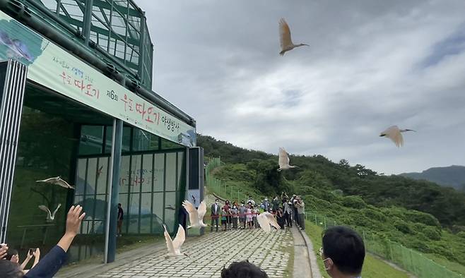 인공증식으로 키우던 따오기가 자연으로 날아가고 있다. 경남도 제공