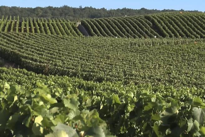 떼땅져 포도밭 전경