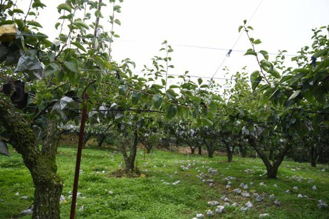 울산시 울주군 서생면의 한 과수원에 태풍 힌남노로 떨어진 배들이 나뒹굴고 있다. 9월 말부터 수확을 시작하는 중만생종은 태풍 피해가 커 조생종인 황금 등으로 품종을 개량하는 농가도 많다.