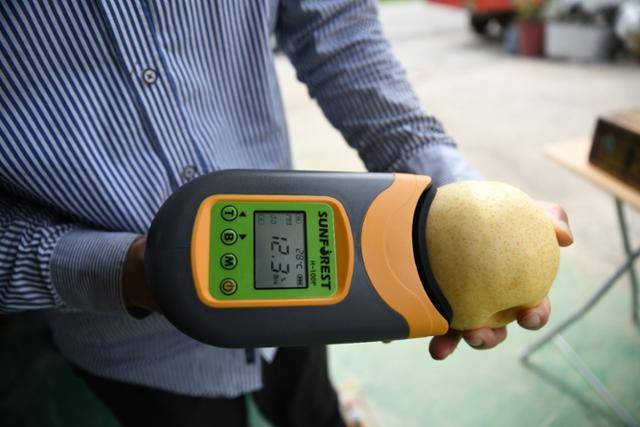 비파괴 당도측정기로 '신고'와 '이십세기'를 교배한 품종 '황금'의 당도를 측정한 결과 12.3으로 나타났다.