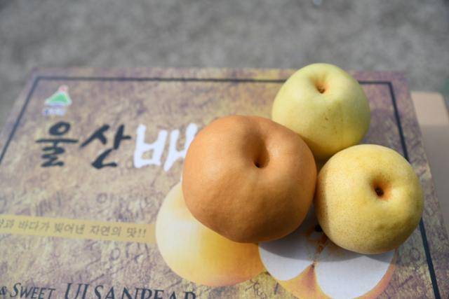 신고배(왼쪽)와 황금배(오른쪽), 그린시스