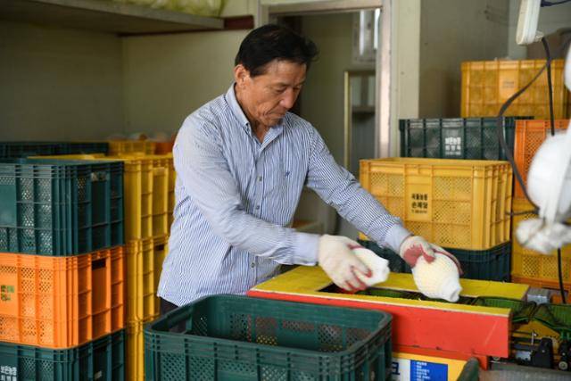 최병옥 울산배수출공선회장이 선별작업이 끝난 배를 박스에 포장하고 있다.
