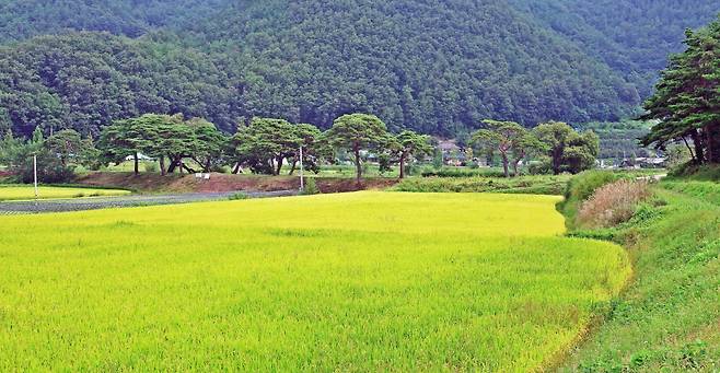 삼지2리 소나무길