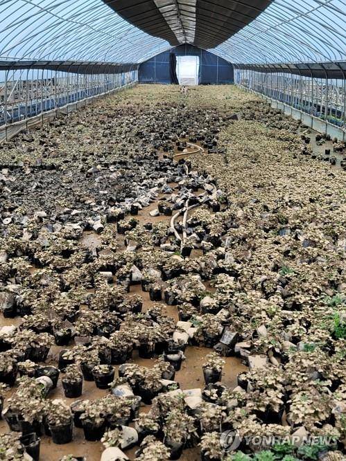 침수로 흙탕물 뒤집어쓴 화분  (안산=연합뉴스) 경기 안산시 한 화훼농장이 지난 8월 8일 내린 폭우로 침수됐다. 사진은 흙에 덮인 화분으로 가득한 비닐하우스의 모습. 2022.8.11 [연합뉴스 자료사진. 재판매 및 DB 금지]