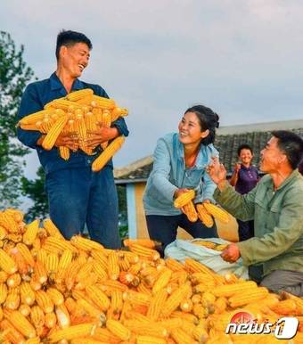 (평양 노동신문=뉴스1) =북한의 주식으로 알려진 강냉이. [국내에서만 사용가능. 재배포 금지. DB 금지. For Use Only in the Republic of Korea. Redistribution Prohibited] rodongphoto@news1.kr