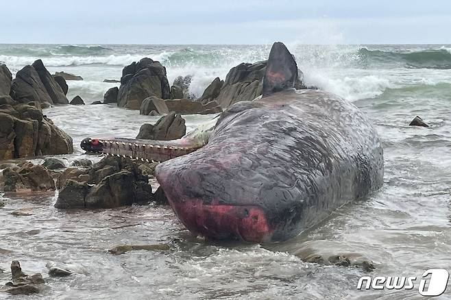 지난 20일 호주 태즈메이니아에서 좌초된 고래. ⓒ AFP=뉴스1 ⓒ News1 강민경 기자