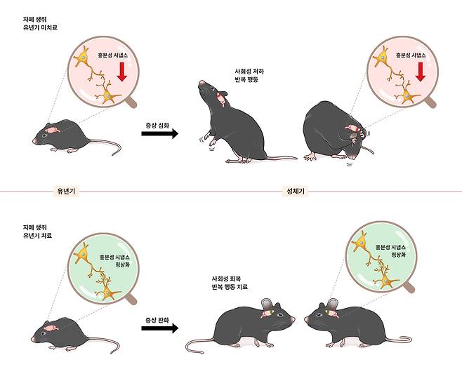 21일 기초과학연구원(IBS)이 공개한 자폐 생쥐 연구 내용을 설명하는 그림. 자폐가 발병한 생쥐를 대상으로 생후 3개월간 집중 치료를 진행했을 경우 생쥐가 다 자란 뒤 자폐 증상을 보이지 않았다는 점을 연구를 통해 확인했다. /기초과학연구원 제공