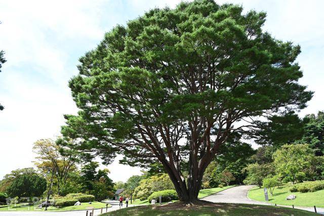 정갈하게 가꾼 현충사 중앙부에 커다란 반송 한 그루가 멋진 수형을 뽐내고 있다.