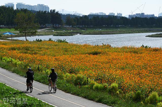 현충사 입구 곡교천변에 백일홍과 황화코스모스가 활짝 피어 있다.