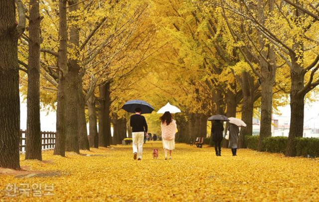 10월 말부터 노랗게 물드는 곡교천 은행나무 단풍은 11월 초 절정을 맞는다. 사진은 2017년 11월 10일 풍경.