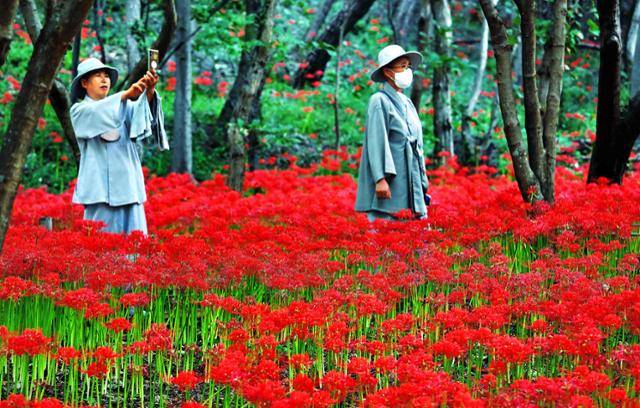 도반과 전남 영광군 불갑사 꽃무릇 축제를 찾은 비구니들이 피어난 꽃무릇 군락이 만들어낸 꽃 파도를 보면 감탄하고 있다.