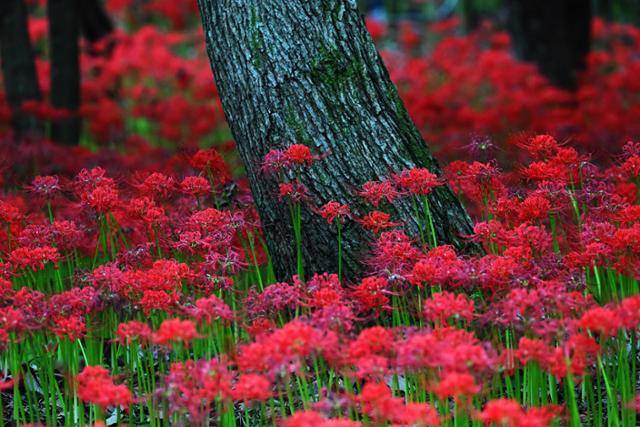 지금 전남 영광군 불갑사는 피어난 꽃무릇 군락이 가을바람에 일렁이며 장관을 이루고 있었다.