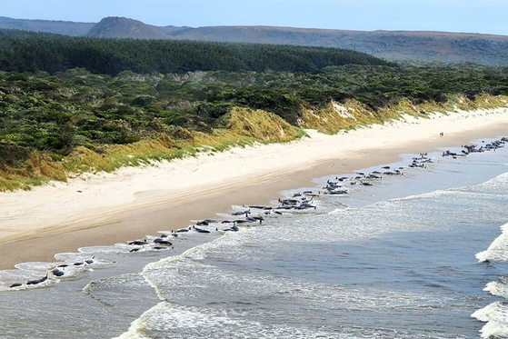21일 호주 남동부 태즈메이니아섬 서부 매쿼리항 인근의 한 해변에 둥근머리돌고래 약 230마리가 떠밀려온 모습/사진=AFP통신