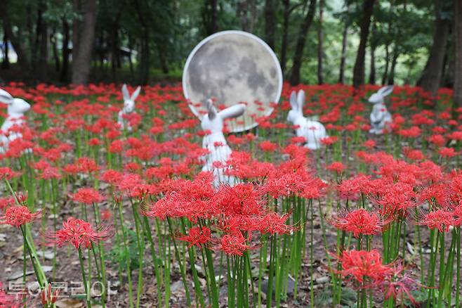 보령 성주산 자연휴양림 꽃무릇