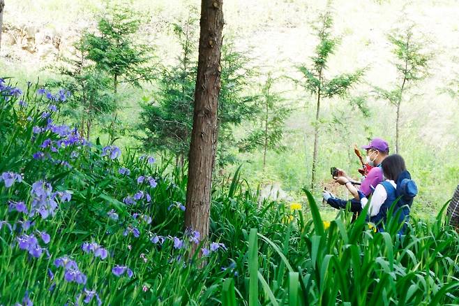 들꽃 풍경. 강종임 해설사 제공