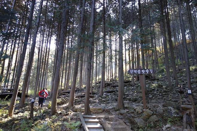 편백숲 1. 강종임 해설사 제공