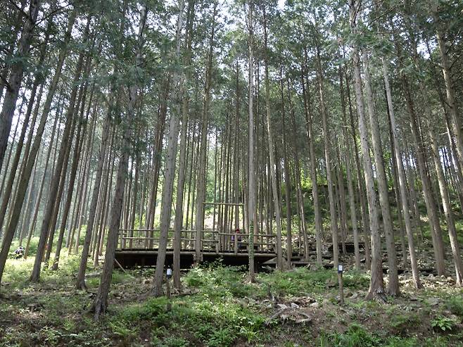 편백숲 3. 강종임 해설사 제공