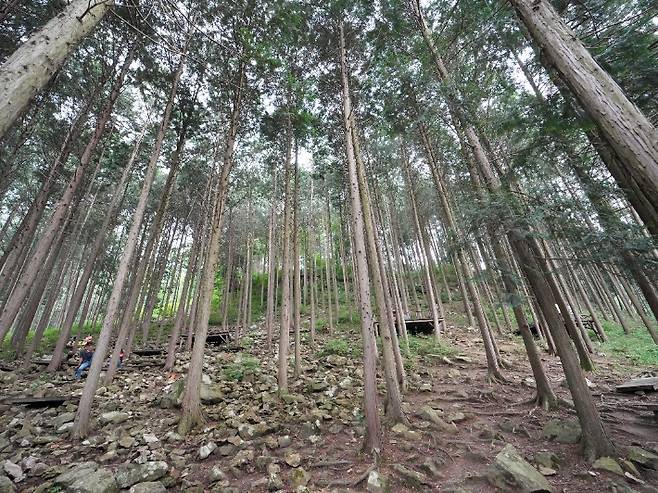 편백숲 2. 강종임 해설사 제공
