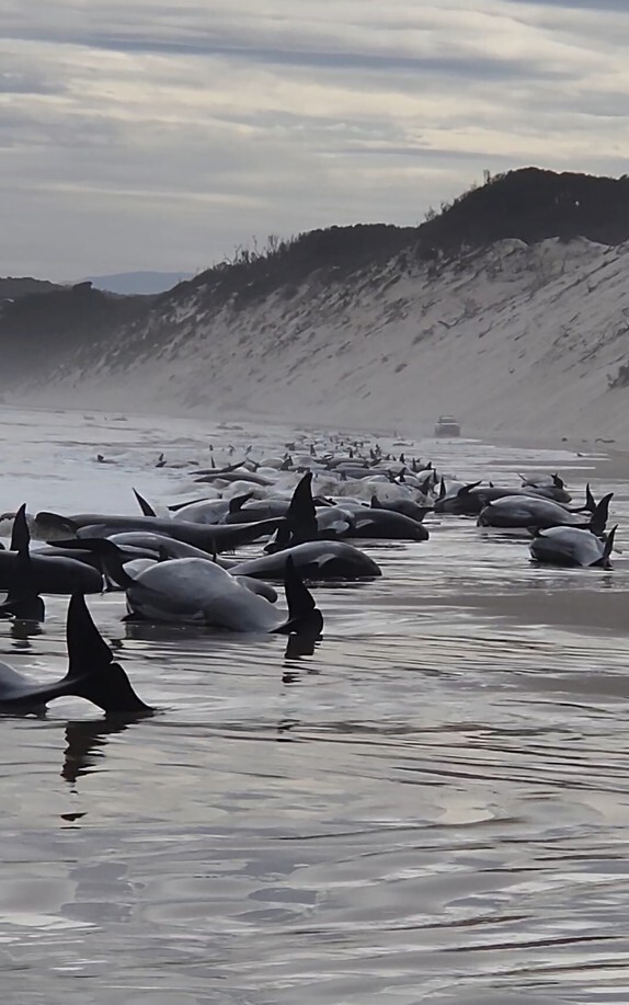 21일(현지시간) 호주 태즈메이니아주 해변에서 좌초된 채 발견된 거두고래들. 태즈메이니아=AP연합뉴스