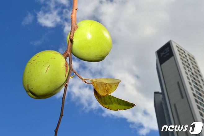 완연한 가을날씨를 보이는 21일 오전 경북 포항시 남구 상대동 도로가에 모과가 가을 햇볕을 받으며 익어가고 있다.2022.9.21/뉴스1 ⓒ News1 최창호 기자