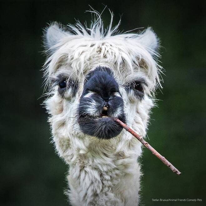 2022 웃긴 반려동물 사진전 기타 동물 부문상, Stefan Brusius ‘담배 피우는 알파카(Smokin' Alpaca)’/Comedy Pet Photo Awards