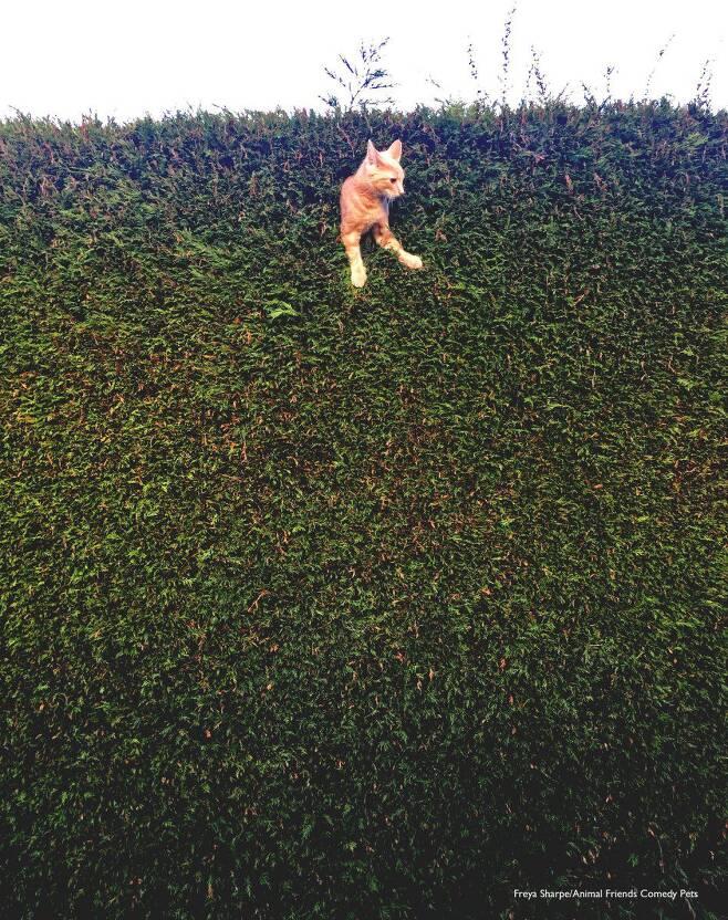 2022 웃긴 반려동물 사진전 청소년 부문상, Freya Sharpe ‘울타리에 박힌 고양이 잭(Jack the Cat stuck in the hedge)’/Comedy Pet Photo Awards