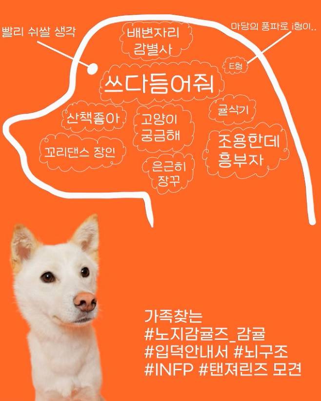 강아지마다 다른 특성이 재미있고 매력적이라는 것에 착안해 입양을 홍보하는 과정에서 요즘 유행하는 MBTI를 활용하기도 했다.  ‘감귤’은 INFT라고 소개했다.