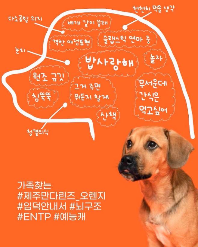 강아지마다 다른 특성이 재미있고 매력적이라는 것에 착안해 입양을 홍보하는 과정에서 요즘 유행하는 MBTI를 활용하기도 했다. ‘오렌지’는 ENTP라고 소개했다.