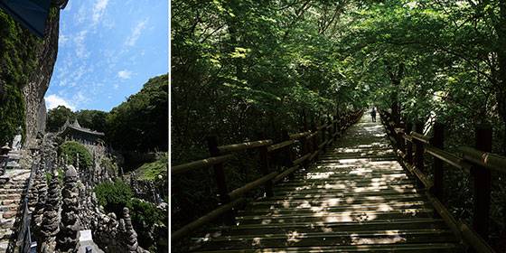 마이산 은수사 청실배나무